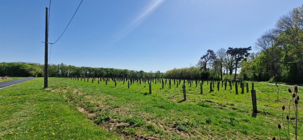 Parcelle plantée en France dans le cadre du programme